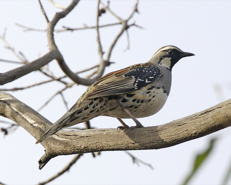 image Spotted Quail-thrush